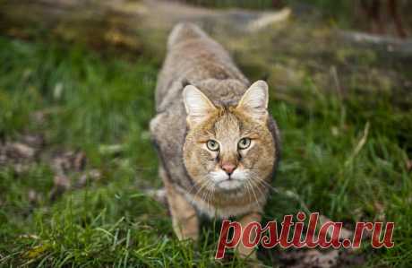 Все семейство кошачьих - 41 вид с фотографиями