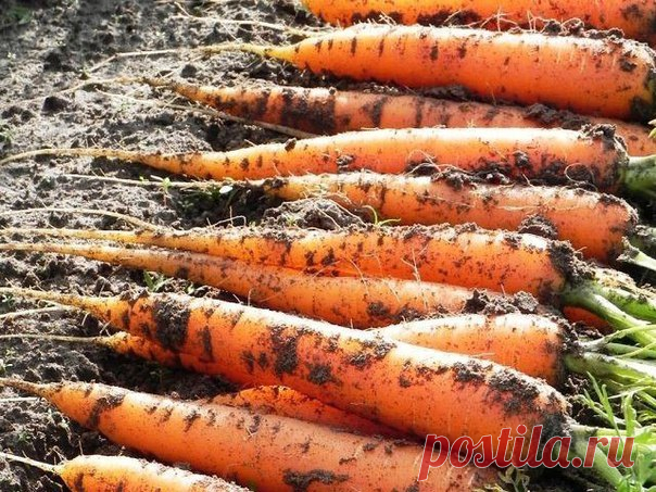 Марганцовка для морковки 

Чтобы не привлечь морковную муху при прореживании моркови, нужно взять ведро воды и развести в нем 1 столовую ложку красного или черного молотого перца (хватит на 10 кв.м). Настаивать не нужно, лишь обрызгать морковь настоем перед прореживанием.

Если хотите получить урожай хорошей чистой моркови (без всякой гнили, заразы и т. д.) советую обязательно после второго прореживания в начале июля полить молодые растения водой (на ведро) с разведенной в...