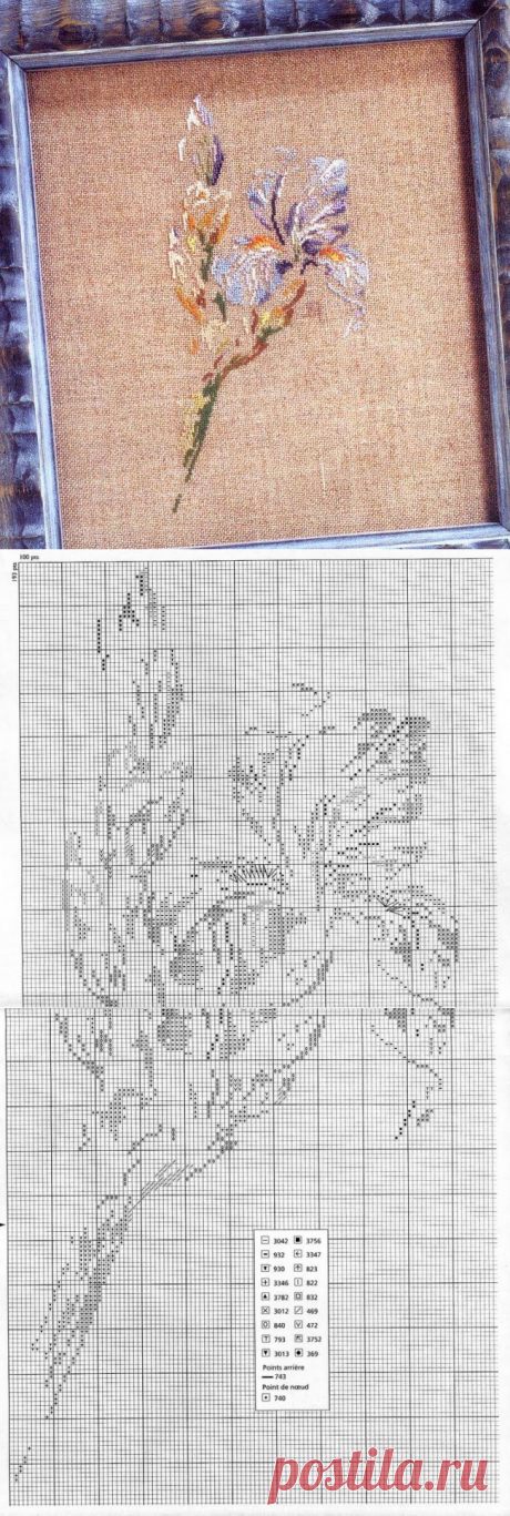 MTSA Ирис