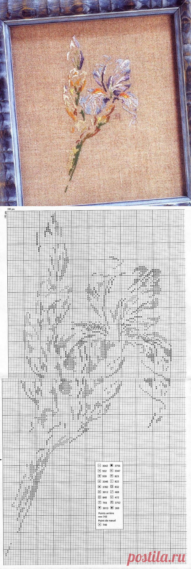 MTSA Ирис