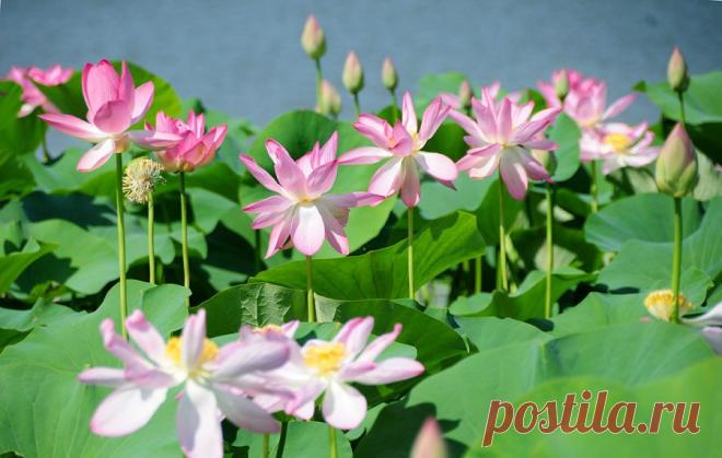Мир путешествий: Там, где цветут лотосы...