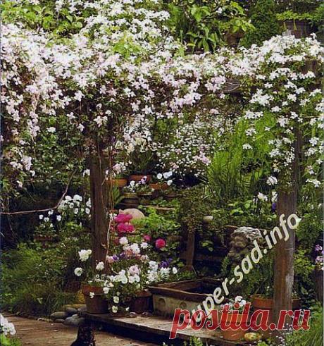 Пергола своими руками | Наша дача