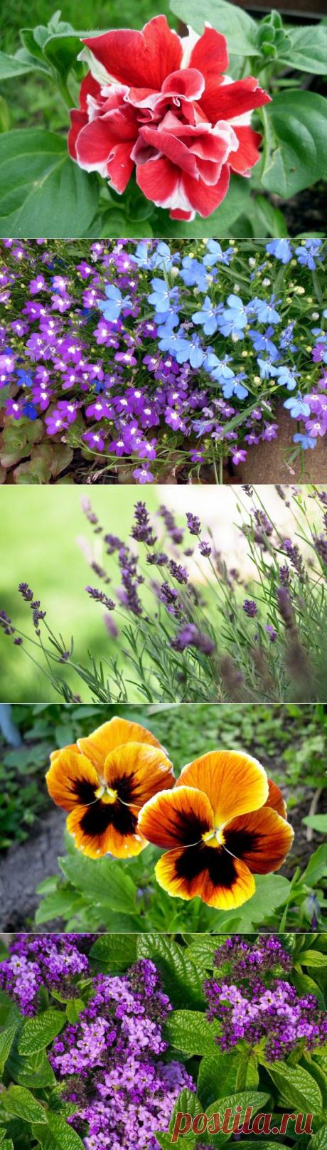 8 цветочных культур, которые сеют на рассаду в феврале | НА ЗАВАЛИНКЕ