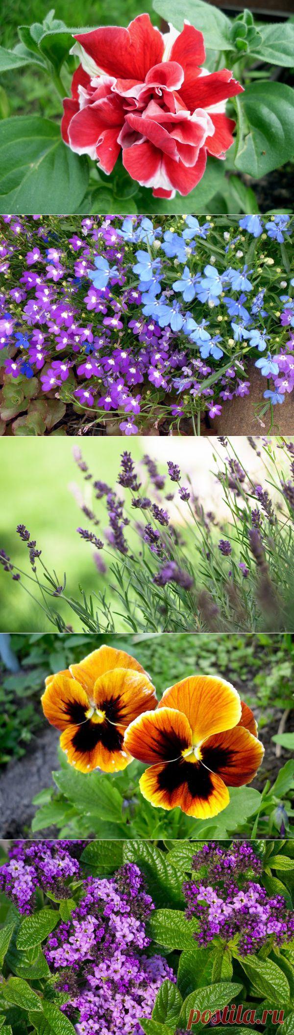 8 цветочных культур, которые сеют на рассаду в феврале | НА ЗАВАЛИНКЕ