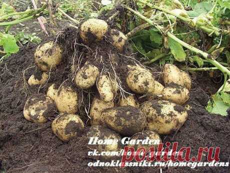 Голландская технология выращивания картофеля.