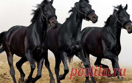 Тройняшки мы!