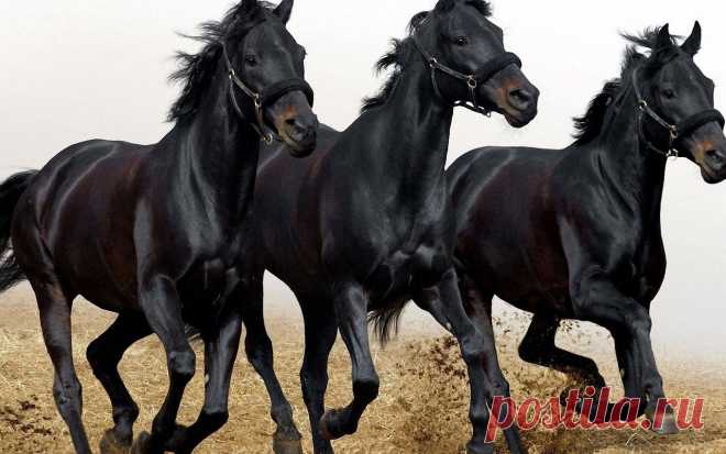 Тройняшки мы!