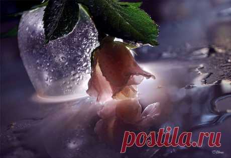 Нежнее нежного - цветы глазами Татьяны Образ | Современное искусство