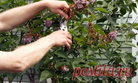 Вот какие растения нужно обрезать после цветения 


Конец весны и начало лета приносят нам цветение сирени, чубушника, ирисов, пионов и других многолетников. Однако после цветения их сухие соцветия выглядят печально и портят вид клумбы. Нужно ли про…