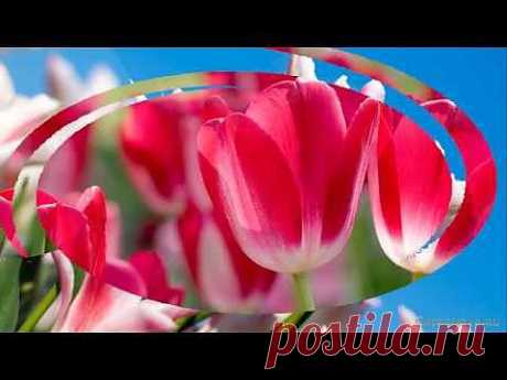 Красивые цветы тюльпаны. Очень красивая музыка, саксофон. Flowers tulips. Podryga-on-line.ru - YouTube