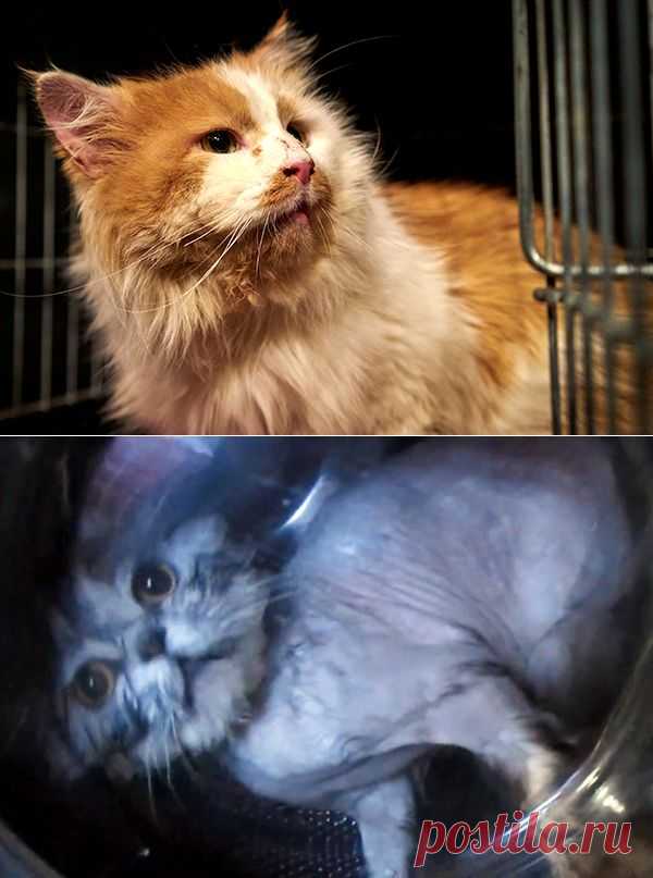 Тренировка на кошках