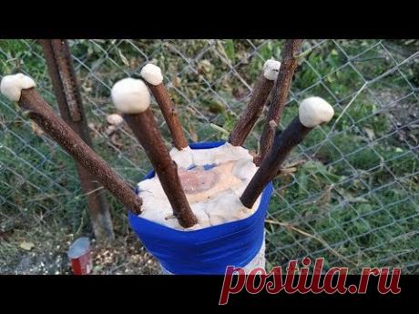 привил старую сливу в августе. plum grafting