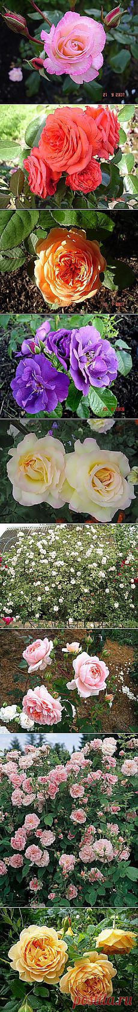 Любовь @@@@@@: Для души | Постила.ru