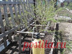Обработка кустов смородины и крыжовника.