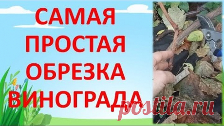 ПРОСТАЯ ОСЕННЯЯ ОБРЕЗКА ВИНОГРАДА