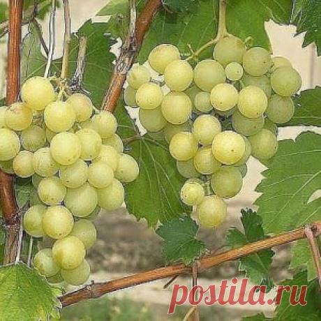 СУПЕРПОДКОРМКУ ДЛЯ ВИНОГРАДА ДЕЛАЮ САМ