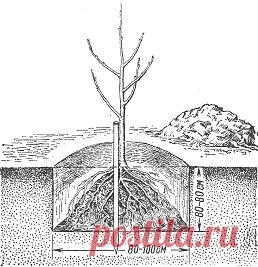 Как вырастить яблони. Посадка, уход за яблонями