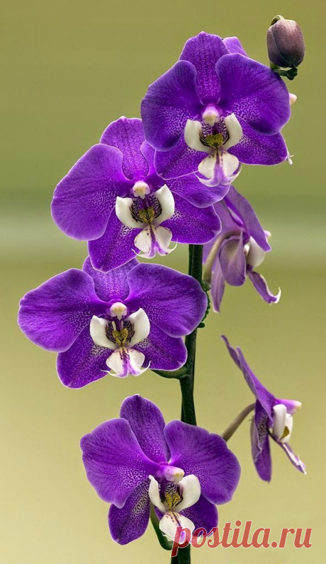 Найдено на сайте backyardsclick.blogspot.com.au.