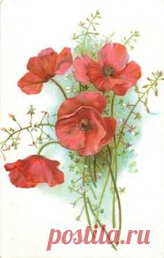 poppies, four red blooms, many stalks to bottom centre/right