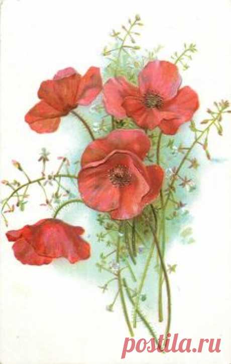 poppies, four red blooms, many stalks to bottom centre/right