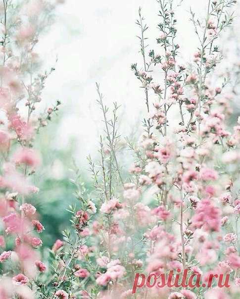 Нежность розового цвета 💗