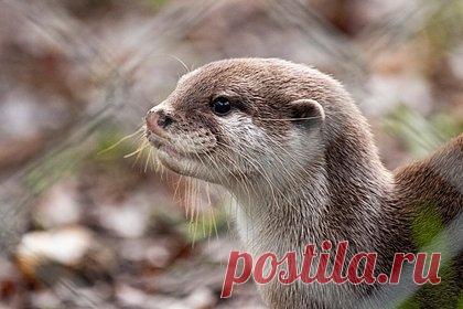 Злобная выдра пять минут кусала женщину и изуродовала ее. В США выдра напала на трех женщин и нанесла одной из них серьезные травмы. Джен Ройс каталась на тюбингах вместе с двумя подругами по реке, когда увидела позади одной из них выдру. Животное набросилось на одну из женщин, а затем переключилось на Ройс. Выдра покусала ее лицо, руки, уши, кисти, ноги и лодыжку.