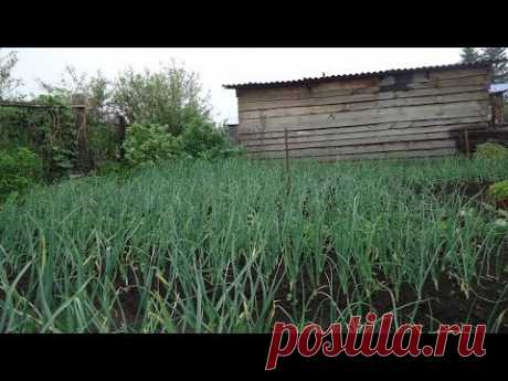 КАК ДЕЛАЮ ГРЯДКУ ДЛЯ ПОСАДКИ ЛУКА ПОД ЗИМУ. Ольга Чернова..