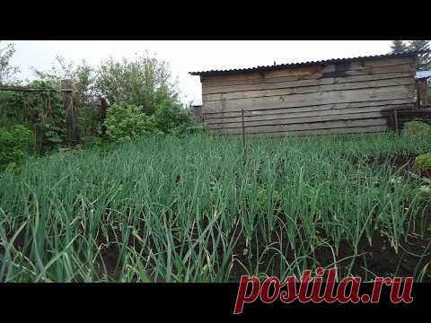 КАК ДЕЛАЮ ГРЯДКУ ДЛЯ ПОСАДКИ ЛУКА ПОД ЗИМУ. Ольга Чернова..