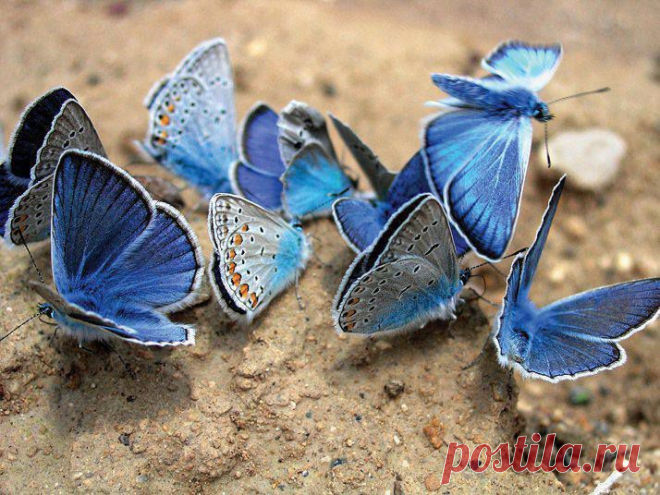Timeline Photos - Sociedad Argentina de Horticultura