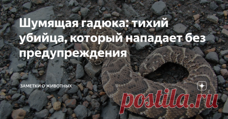 Шумящая гадюка: тихий убийца, который нападает без предупреждения Эти суровые и грозные убийцы обладают сильнодействующим ядом и длинными зубами (около 2-3 см), которые позволяют вводить яд максимально глубоко под кожу жертвы.