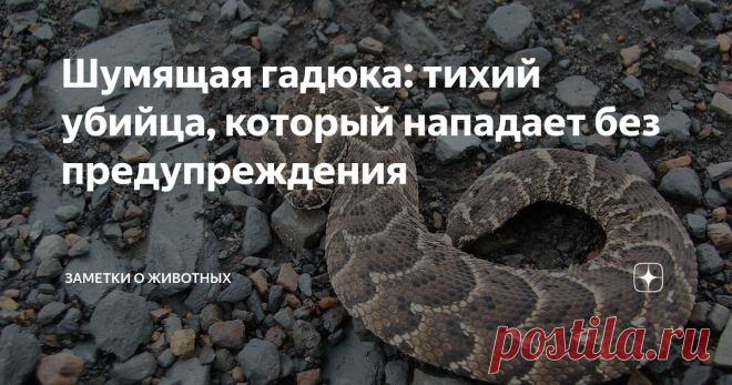 Шумящая гадюка: тихий убийца, который нападает без предупреждения Эти суровые и грозные убийцы обладают сильнодействующим ядом и длинными зубами (около 2-3 см), которые позволяют вводить яд максимально глубоко под кожу жертвы.