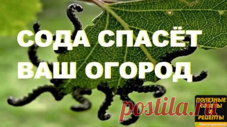 9 СПОСОБОВ ИСПОЛЬЗОВАНИЯ ПИЩЕВОЙ СОДЫ В САДУ  и  в  ОГОРОДЕ
1. Сода от мучнистой росы.
Почти каждому дачнику знакома такая напасть, как мучнистая роса. Справиться с ней вполне под силу пищевой соде. Вот два проверенных рецепта:
Разведите в 1 литре воды 1 ст. л. соды, добавьте 1 ст.л. растительного масла и 1 ст. жидкости для мытья посуды. Смесь залейте в распылитель, хорошенько взболтайте. Опрыскивайте ей растения раз в неделю в облачную, но сухую погоду.
В 5 литрах воды ра...