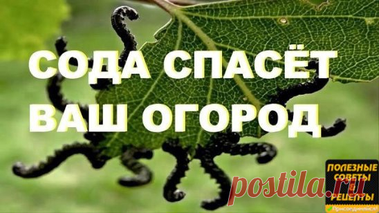 9 СПОСОБОВ ИСПОЛЬЗОВАНИЯ ПИЩЕВОЙ СОДЫ В САДУ  и  в  ОГОРОДЕ
1. Сода от мучнистой росы.
Почти каждому дачнику знакома такая напасть, как мучнистая роса. Справиться с ней вполне под силу пищевой соде. Вот два проверенных рецепта:
Разведите в 1 литре воды 1 ст. л. соды, добавьте 1 ст.л. растительного масла и 1 ст. жидкости для мытья посуды. Смесь залейте в распылитель, хорошенько взболтайте. Опрыскивайте ей растения раз в неделю в облачную, но сухую погоду.
В 5 литрах воды ра...
