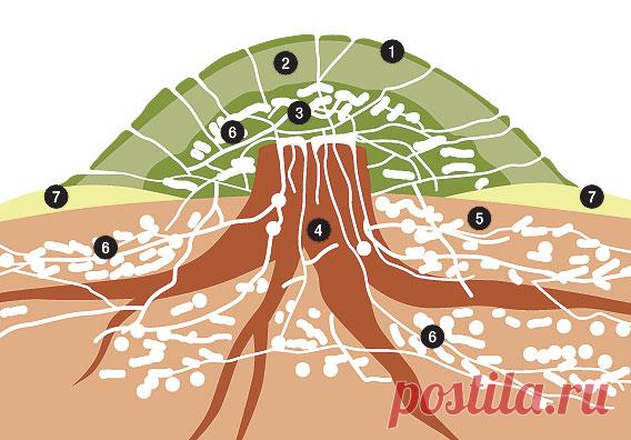 Не промокает ли муравейник в дождь? | Вопрос-ответ | Вокруг Света