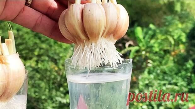 Как быстро прорастить чеснок - С нами не соскучишься! - медиаплатформа МирТесен Проращивание чеснока можно ускорить и упростить в разы, если воспользоваться этой элементарной и доступной техникой. Уже через неделю зубчики готовы к высадке в землю! У пластиковой бутылки отрежьте верхнюю часть с горлом. Вырежьте небольшой кусок пластика возле горлышка, переверните и вставьте в