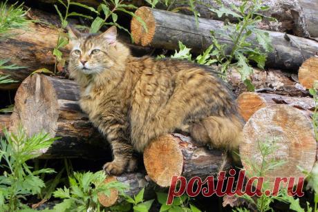 Приложение &quot;Открытки&quot;
Мария Карпачева