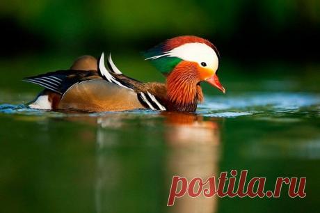 Животные крупным планом Роберта Адамека (Robert Adamec) — Фотоискусство