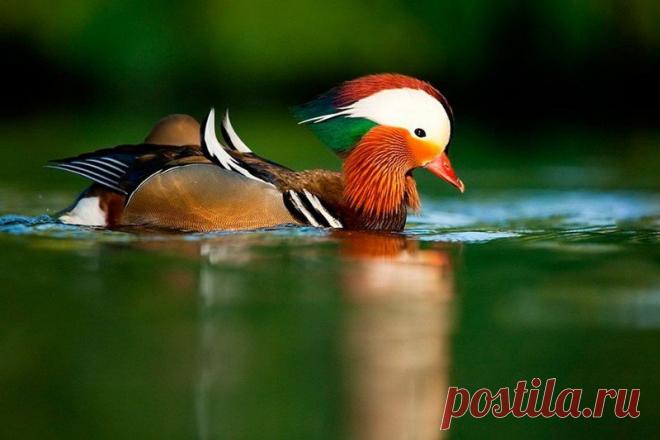 Животные крупным планом Роберта Адамека (Robert Adamec) — Фотоискусство