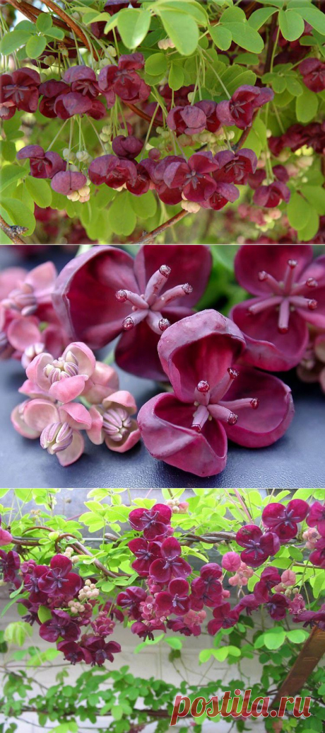 АКЕБИЯ ПЯТЕРНАЯ ИЛИ ШОКОЛАДНАЯ ЛИАНА | Самоцветик