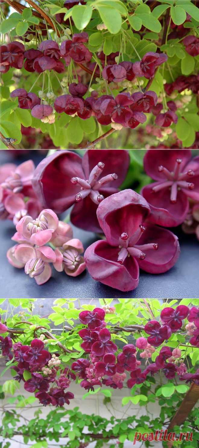 АКЕБИЯ ПЯТЕРНАЯ ИЛИ ШОКОЛАДНАЯ ЛИАНА | Самоцветик
