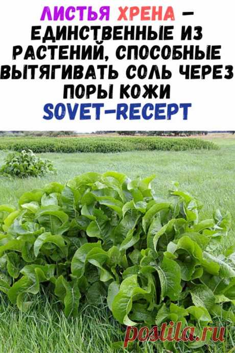 Листья хрена – единственные из растений, способные вытягивать соль через поры кожи