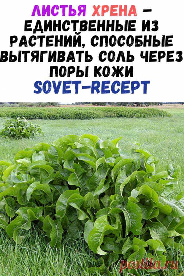 Листья хрена – единственные из растений, способные вытягивать соль через поры кожи - ХОЗЯЮШКА24 Хотите избавиться от всей соли, которая накопилась в организме и может привести к солевым болезненным отложениям? Возьмите две штуки свежих крупных листья хрена. Перед сном окуните их с...