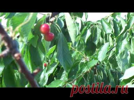 Обрезка вишни и черешни - только летом.