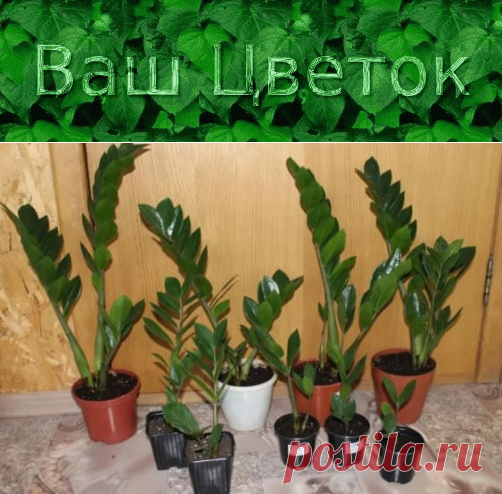 Почему не растет замиокулькас – не дает новых побегов, стоит на месте, что делать в домашних условиях
