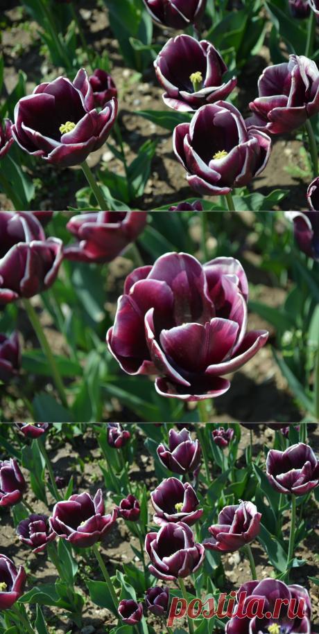 Тюльпан Александр Пушкин.
Сегодня я хочу предоставить вам роскошный новый сорт из этой же серии — ‘Александр Пушкин’ (‘Alexander Pushkin’).
Это яркий представитель садового класса Триумф. Цветонос прочный, высотой 40-45 см. Цветок высотой 6-8 см, темно бордово-пурпурной окраски с белой каймой по краю лепестков. Цветение более 2-х недель.