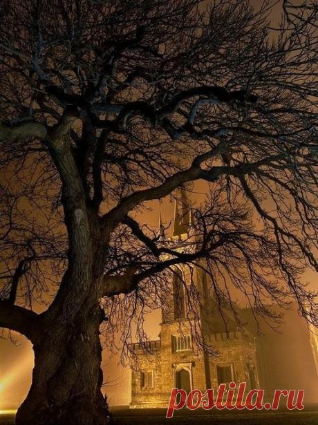 Foggy Night, Straffan, Ireland | Tree &amp; Path