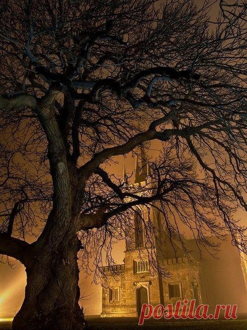 Foggy Night, Straffan, Ireland | Tree & Path