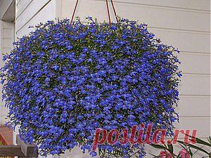 20 голубых цветов для вашего сада - "Самоцветик" - olga.osipova.71@bk.ru - Почта Mail.Ru