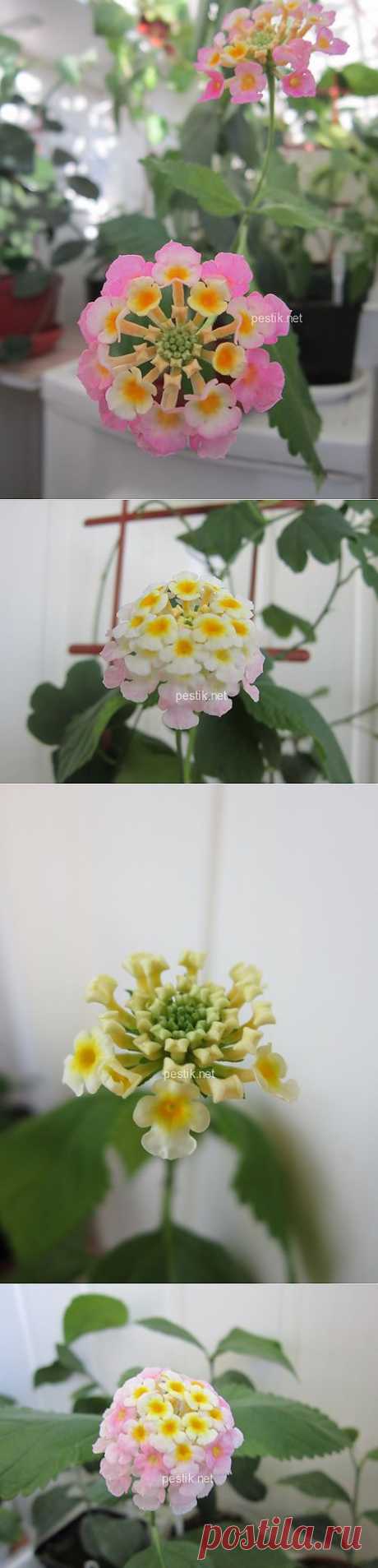 Лантана камара розовая (Lantana camara pink)