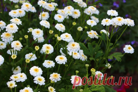 Заменяем бархатцы на более полезные растения, которые прекрасно борются со многими болезнями и вредителями овощей | САД | Дзен